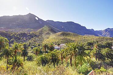 Palm grove, houses, Barranco de Fataga, palm trees, gorge, Massif Central, south coast, Gran Canaria, Canary Islands, Spain, Europe