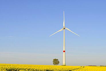 Wind turbine at a flowering rape (Brassica napus), blue sky, North Rhine-Westphalia, Germany, Europe