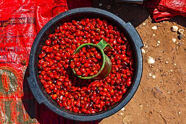 Beetlenuts in bin, Bubaque island, Bijagos archipelago, Guinea Bissau