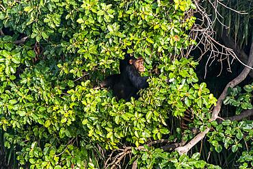 Chimpanzee (Pan troglodytes), River Gambia National Park, Gambia, Africa