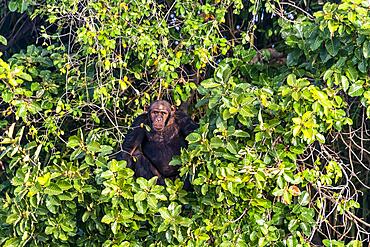 Chimpanzee (Pan troglodytes), River Gambia National Park, Gambia, Africa