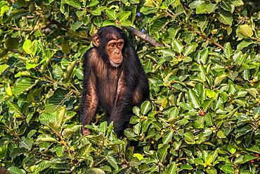 Chimpanzee (Pan troglodytes), River Gambia National Park, Gambia, Africa