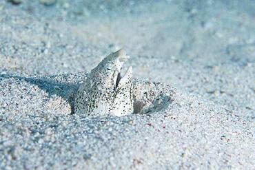 Marbled snake eel (Callechelys marmorata), buried in the sand. Dive site House Reef, Mangrove Bay, El Quesir, Red Sea, Egypt, Africa