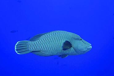 Humphead wrasse (Cheilinus undulatus), Small Brother dive site, Brother Islands, Egypt, Red Sea, Africa