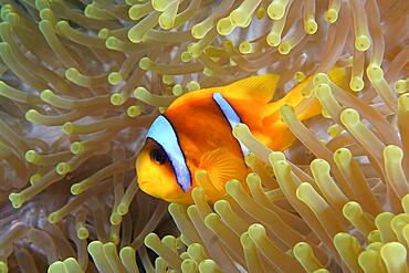 A red sea clownfish (Amphiprion bicinctus) in its splendour anemone (Heteractis magnifica), Daedalus Reef dive site, Egypt, Red Sea, Africa