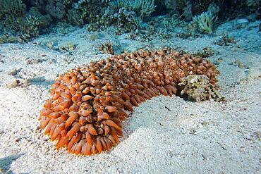 Pineapple sea cucumber (Telenota ananas), Erg Monica dive site, El Quesir, Red Sea, Egypt, Africa