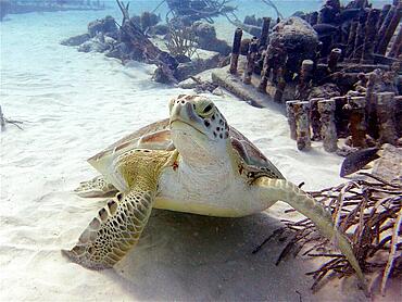 Green turtle (Chelonia mydas), dive site John Pennekamp Coral Reef State Park, Key Largo, Florida Keys, Florida, USA, North America