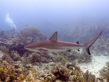 Caribbean reef shark (Carcharhinus perezii), John Pennekamp Coral Reef State Park dive site, Key Largo, Florida Keys, Florida, USA, North America