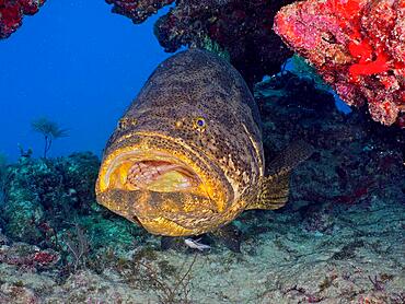 Atlantic goliath grouper (Epinephelus itajara) with open mouth at cleaning station. Dive site John Pennekamp Coral Reef State Park, Key Largo, Florida Keys, Florida, USA, North America