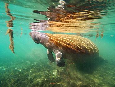 West indian manatee (Trichechus manatus) in the Crystal River, Florida, USA, North America