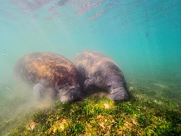 2 specimens of west indian manatee (Trichechus manatus) grazing in the Crystal River, Florida, USA, North America