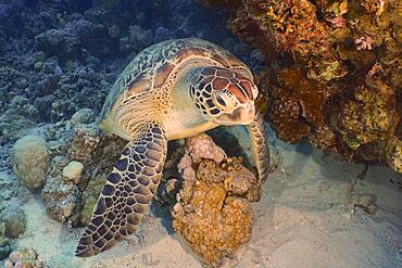 Green turtle (Chelonia mydas), Ras Mohammed National Park dive site, Sinai, Egypt, Red Sea, Africa