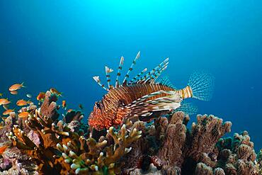 An common lionfish (Pterois miles) lurks for prey, on sea goldie (Pseudanthias squamipinnis), Marsa Shuna reef dive site, Red Sea, Egypt, Africa