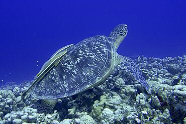 Green turtle (Chelonia mydas) with 2 ship keepers (Remora remora), dive site House Reef Mangrove Bay, El Quesir, Egypt, Red Sea, Africa