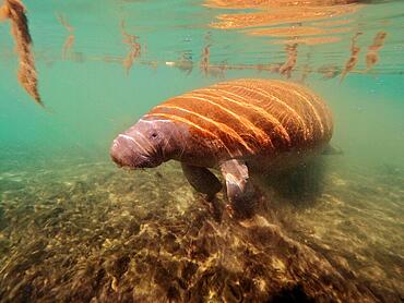 Round-tailed manatee (Trichechus manatus), Crystal River dive site, Florida, USA, North America