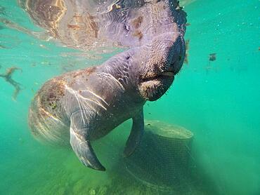 Round-tailed manatee (Trichechus manatus), Crystal River dive site, Florida, USA, North America