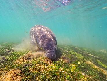 Round-tailed manatee (Trichechus manatus) grazing, Crystal River dive site, Florida, USA, North America