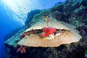 Mountain coral (Porites lutea), Daedalus Reef dive site, Egypt, Red Sea, Africa