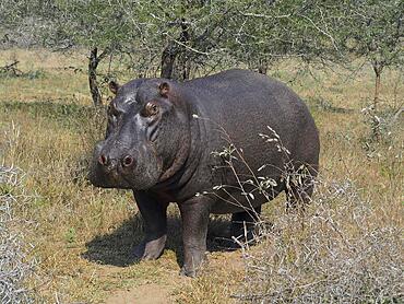 Hippopotamus (Hippopotamus amphibius) in Kruger National Park, South Africa, Africa