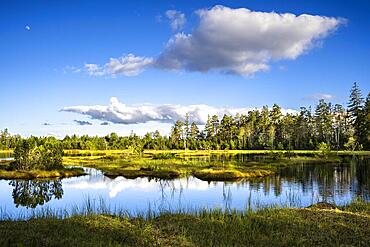 The Wildsee with its small islands in the Wildseemoor on a sunny day, Kaltenbronn nature reserve and forest reserve in the Black Forest, Baden-Wuerttemberg, Germany, Europe