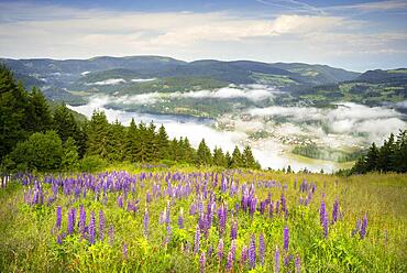 Lake Titisee in the morning with clouds over the lake and the village, lupines in the foreground, Titisee-Neustadt, Upper Black Forest, Baden-Wuerttemberg, Germany, Europe