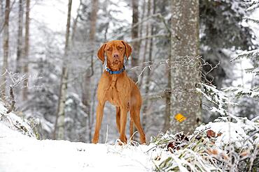 Roevidszoru Magyar Vizsla, Hungarian short-haired pointing dog, portrait in the snow, Belchenflue, Solothurn, Switzerland, Europe