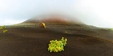 Canary Island amphora (Rumex lunaria) and lava bomb in front of the Caldera Colorada, Parque Natural de Los Volcanes, near Masdache, Lanzarote, Canary Islands, Spain, Europe