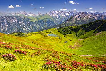 Alpine rose blossom, panorama from Fellhorn over Schlappoldsee and Fellhornbahn mountain station to the central main ridge of the Allgaeu Alps, Allgaeu, Bavaria, Germany, Europe