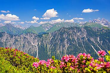 Alpine rose blossom (rhododendron) on Fellhorn, 2038m, Allgaeu Alps, Bavaria, Germany, Europe