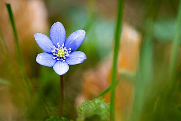 Liverwort (Hepatica nobilis), Hesse, Germany, Europe