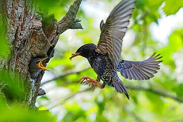 Common starling (Sturnus vulgaris), adult bird approaching breeding cavity with food in its beak, Hesse, Germany, Europe