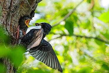 Common starling (Sturnus vulgaris), old bird feeding young bird at the breeding cavity, Hesse, Germany, Europe