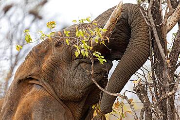 African elephant (Loxodonta africana), feeding on tree, Meru NP, Kenya, Africa