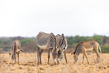 Group of Grevy's zebras (Equus grevyi) standing in the savannah, Samburu National Reserve, Kenya, Africa