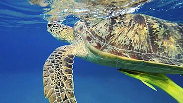 Bottom view of Great Green Sea Turtle (Chelonia mydas) is resting on surface of water, Red sea, Egypt, Africa