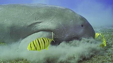 Close up of Sea Cow (Dugong dugon) or Dugong accompanied by school of Golden trevally (Gnathanodon speciosus) fish feeding Smooth ribbon seagrass, Red sea, Egypt, Africa