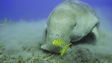 Portrait of Sea Cow (Dugong dugon) eating algae on seagrass meadow. Dugong accompanied by school of Golden trevally (Gnathanodon speciosus) fish feeding Smooth ribbon seagrass, Red sea, Egypt, Africa