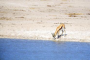 Springbok (Antidorcas marsupialis) drinking water at the edge of a waterhole. The mouth is touching the water surface. Etosha National Park, Namibia in Africa