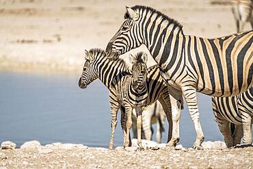 2 young zebra foals with and adult zebra (Equus quagga burchellii) standing beside the water of a waterhole. Etosha National Park, Namibia in Africa