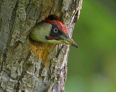 European green woodpecker (Picus viridis), male looking out of nest cavity, Biosphere Reserve, Swabian Alb, Baden-Wuerttemberg, Germany, Europe