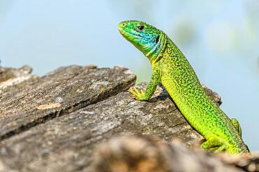 Western green lizard (Lacerta bilineata) male basking in the sun in the brush. Bas-Rhin, Collectivite europeenne d'Alsace, Grand Est, France, Europe