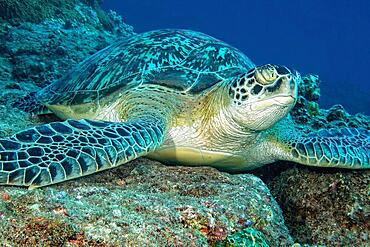 Sea turtle Green turtle (Chelonia mydas) Green turtle sleeping with closed eyes underwater in coral reef, Indian Ocean, Mascarene Islands, Mauritius, Africa