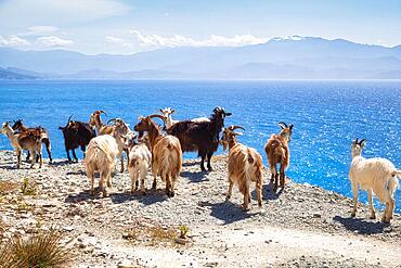 Corsican goats at Cap Corse, Haute-Corse, Corsica, France, Europe