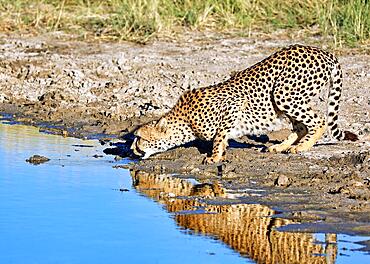 Cheetah (Acinonyx jubatus) drinking at Etosha National Park, Namibia, drinking cheetah at Etosha National Park, Namibia, Africa