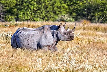 Black rhinoceros (Diceros bicornis), Etosha, Namibia, black rhinoceros, Africa