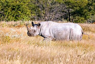 Black rhinoceros (Diceros bicornis), Etosha, Namibia, black rhinoceros, Africa