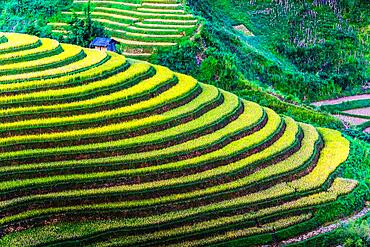 Landscape view of rice fields in Mu Cang Chai District, Yen Bai Province, North Vietnam