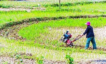 Self-sufficient labor-intensive farming in Ha Giang province, Vietnam.Traditional sustainable agriculture