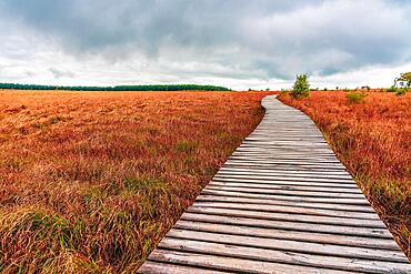 Landscape in the High Fens Nature Park in the Eifel, Belgium, Europe