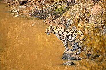 Leopard fishing in a small waterhole in the dry Africa nature in the summertime